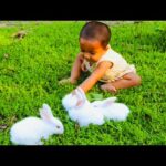 Funny and Cute Baby Rabbit Videos - Baby Animal Video Compilation - Funny Baby with Rabbit part - 1