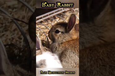 Cute baby Rabbit #aamproductionshorts
