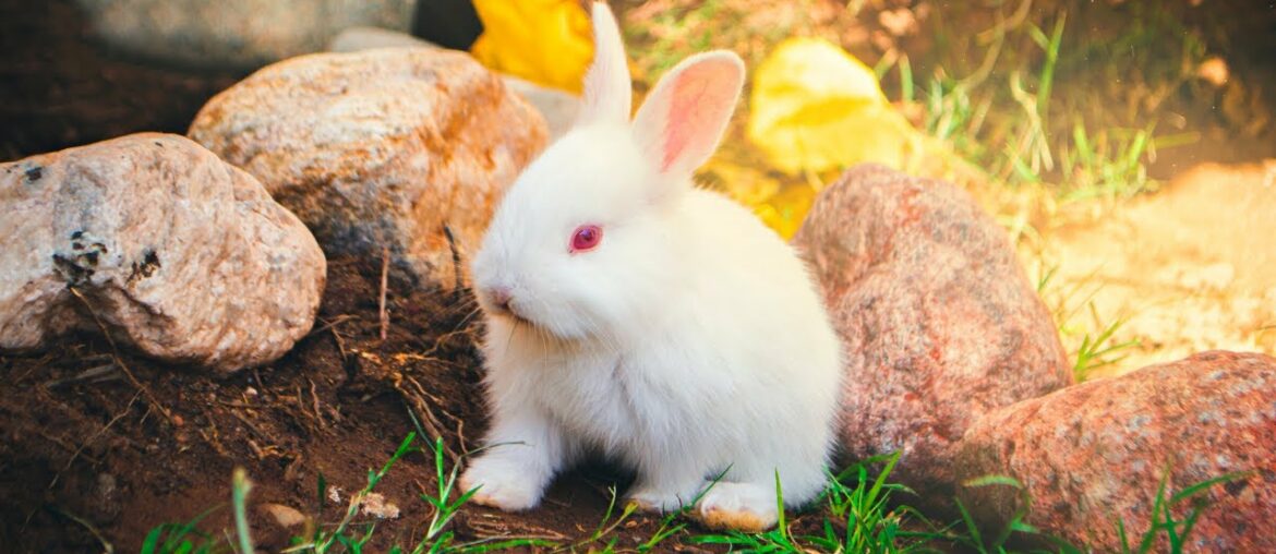 Bunnies being cute – Funny and Cute Baby Bunny Rabbit – Cute Baby animals #5 Bunnies being cute - Funny and Cute Baby Bunny Rabbit - Cute Baby animals #5