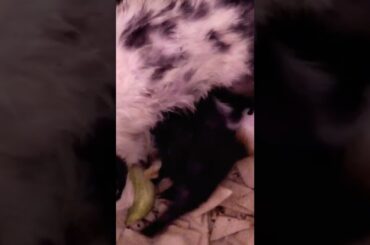 Cat Hunt One Baby Rabbit | Cute Baby Rabbits Breast Feeding #short #shorts #rabbit #animal #bunny