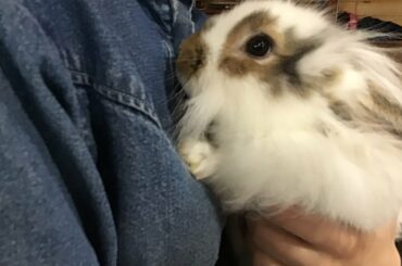 Cute Baby Rabbits Developmental Growth Day 1 to Day 31
