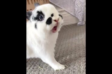 Cute Bunny [Animals World]