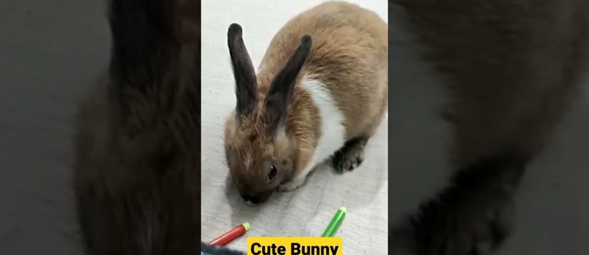 Cute baby bunny rabbit I Cute rabbit