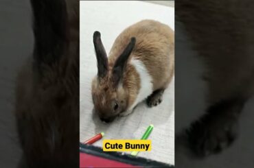 Cute baby bunny rabbit I Cute rabbit