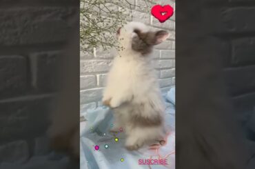 The little cute rabbit is eating || #shorts