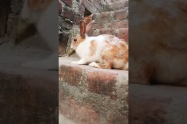 cute bunny video #shorts #viral #trending