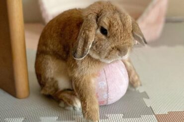 Cute Baby Bunny Rabbit Playing With Ball