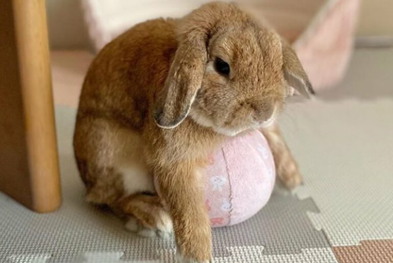Cute Baby Bunny Rabbit Playing With Ball