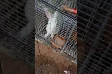 Cute Bunny's!