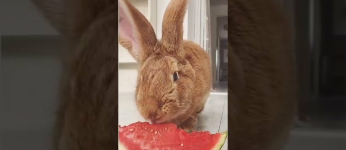 Cute Baby Bunny Rabbit Eat Watermelon #shorts