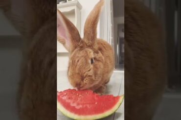 Cute Baby Bunny Rabbit Eat Watermelon #shorts