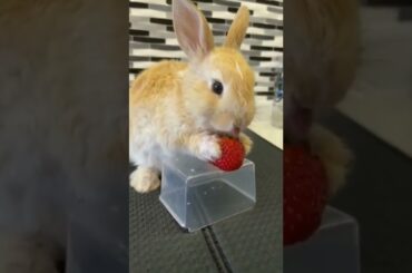 Cute Rabbit Videos #shorts