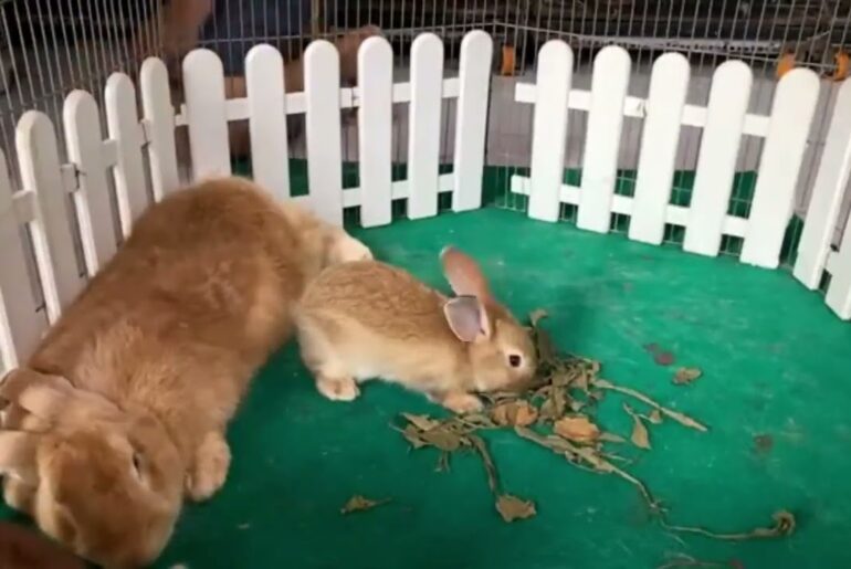 Cute Baby Bunny Rabbits Videos - Baby Animal #3