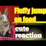 Gaplu Baplu Cute Rabbit jumping running eating II Cute rabbit