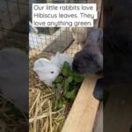 Funny and cute baby rabbit videos/Baby rabbits found in the burrow at home/Mother cared for 2 months