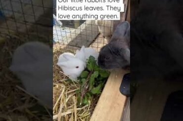 Funny and cute baby rabbit videos/Baby rabbits found in the burrow at home/Mother cared for 2 months