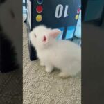 Playtime with fluffy bunnies. Cute bunny videos.