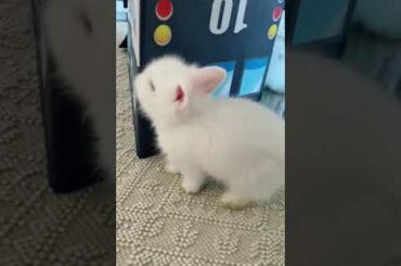 Playtime with fluffy bunnies. Cute bunny videos.