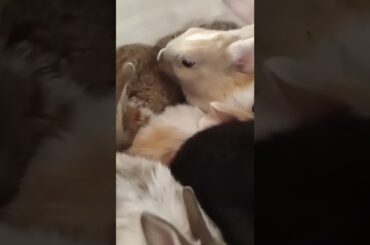 #rabbit feeding #rabbits#cute bunny#cute rabbit#bunny rabbit