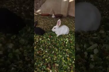 so cute Rabbit bunnies #shorts #rabbit #animals
