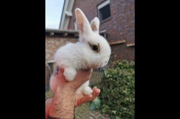 cute rabbit || funny rabbits || rabbit short || rabbit status#shortsvideo