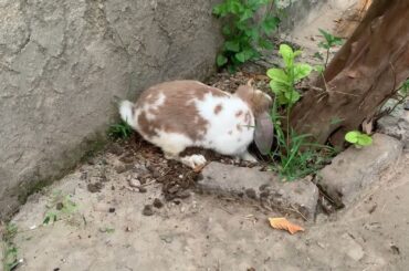 Milo cute bunny digging