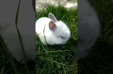 AWW CUTE BABY BUNNY SHORTS CLIPS!