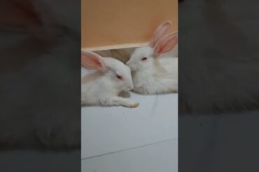 relaxing Hunny Bunny | cute rabbit #shorts #cuterabbit