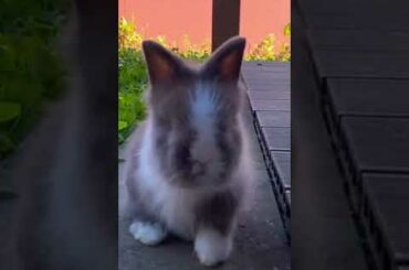 Say hello! Happy bunny. Cute bunny.