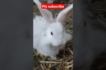 angora cute bunny