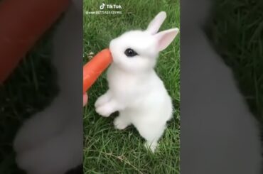 Cute Rabbit
