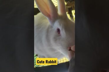 Cute Rabbit #White Rabbit