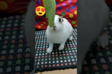 Cute Bunny #CuteBunny #Rabbits #BabyBunny