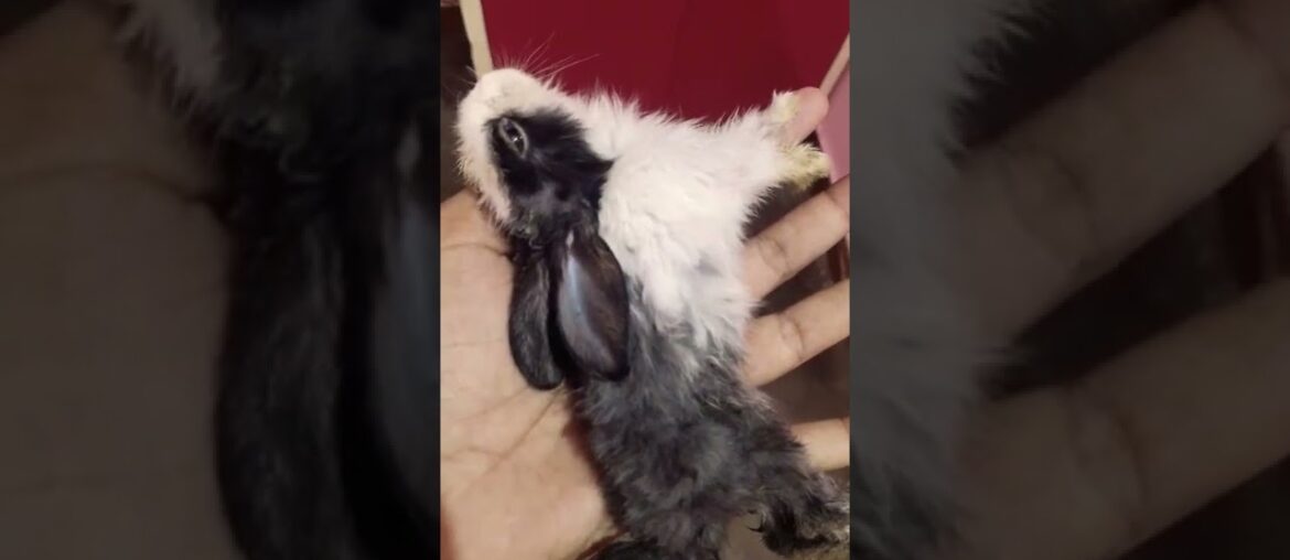 Another Cute Baby Rabbit Died | My Bunnies #rabbit #short #shorts #cutebunny #bunny #bunnies #pet