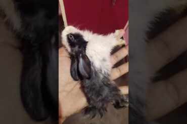 Another Cute Baby Rabbit Died | My Bunnies #rabbit #short #shorts #cutebunny #bunny #bunnies #pet