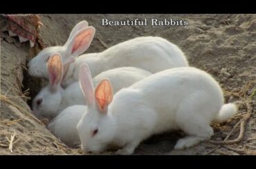 Beautiful rabbit family in underground house | Cute rabbit | Rabbit videos | Khargosh videos