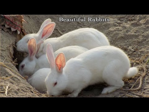 Beautiful rabbit family in underground house | Cute rabbit | Rabbit videos | Khargosh videos