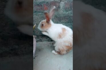 cute baby Rabbit #rabbit expression #shorts#youtubeshorts#funny