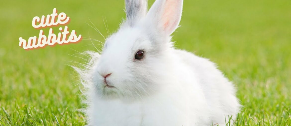 Funny and cute baby bunny rabbits   |Zuni Series|