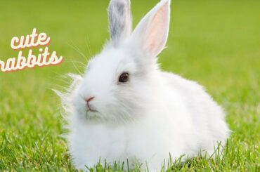 Funny and cute baby bunny rabbits   |Zuni Series|