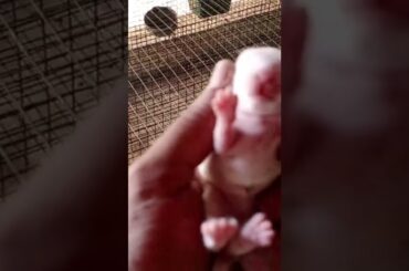 #rabbit#bunny rabbit #cute rabbit #animals lover