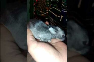 CUTE BABY BUNNY VIDEOS SHORTS....