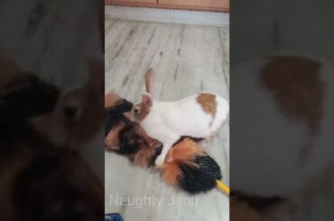 Cute Rabbit playing with Brush | #shorts