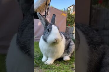 #rabbit CUTE RABBIT STATUS VIDEO