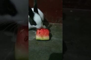 cute rabbit eating watermelon #shorts