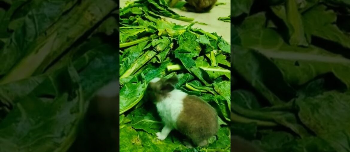 12Days Old Cute Baby Rabbit Eating Cabage Leaf | My Bunnies #short #shorts #cutebunny #rabbit #pet