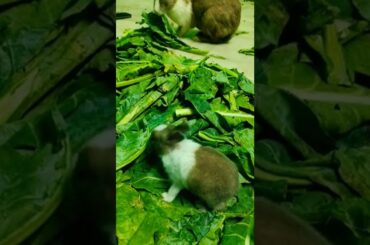 12Days Old Cute Baby Rabbit Eating Cabage Leaf | My Bunnies #short #shorts #cutebunny #rabbit #pet