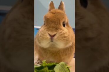 cute bunny #bunny #trending #cute