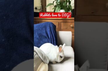 Cute Bunny Rabbit Digging  #bunny #rabbit #cute #pets #youtubeshorts #shorts #short #cat #dog #trend