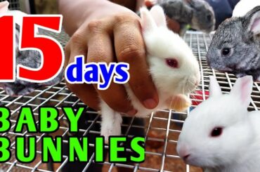 Baby Bunnies | Cutest Baby Bunnies | Rabbit Babies Newborn  Age -15 Days